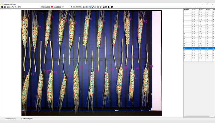 萬深SC-T型小麥穗形粒數考種儀，又稱麥穗考種儀，麥穗形態測量儀，麥穗形態分析儀。由800萬像素自動對焦拍攝箱體、智能化小麥穗形粒數測長考種分析軟件、麥穗放置與尺寸標定板等組成。是免培訓的傻瓜式分析儀，專用于小麥快速測產與育種考種。